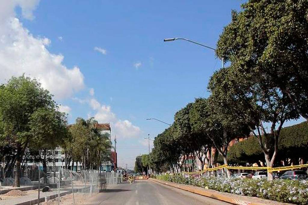 Estos son los 10 árboles más adaptados al clima de